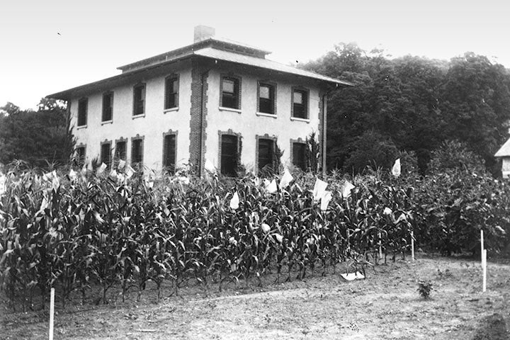 Cornfield where George Shull discovered hybrid vigor