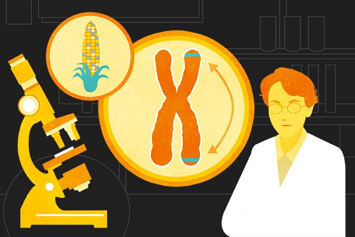 Illustration of Barbara McClintock's jumping genes