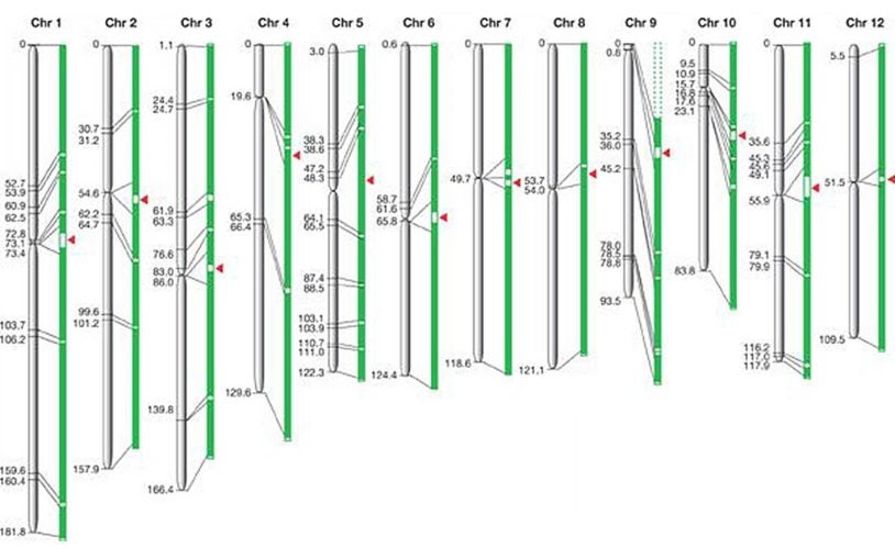 rice chromosomes map