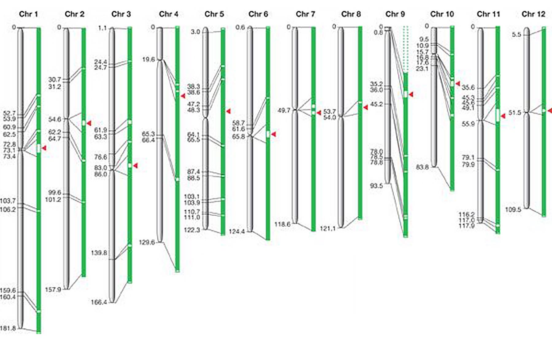 rice chromosomes map