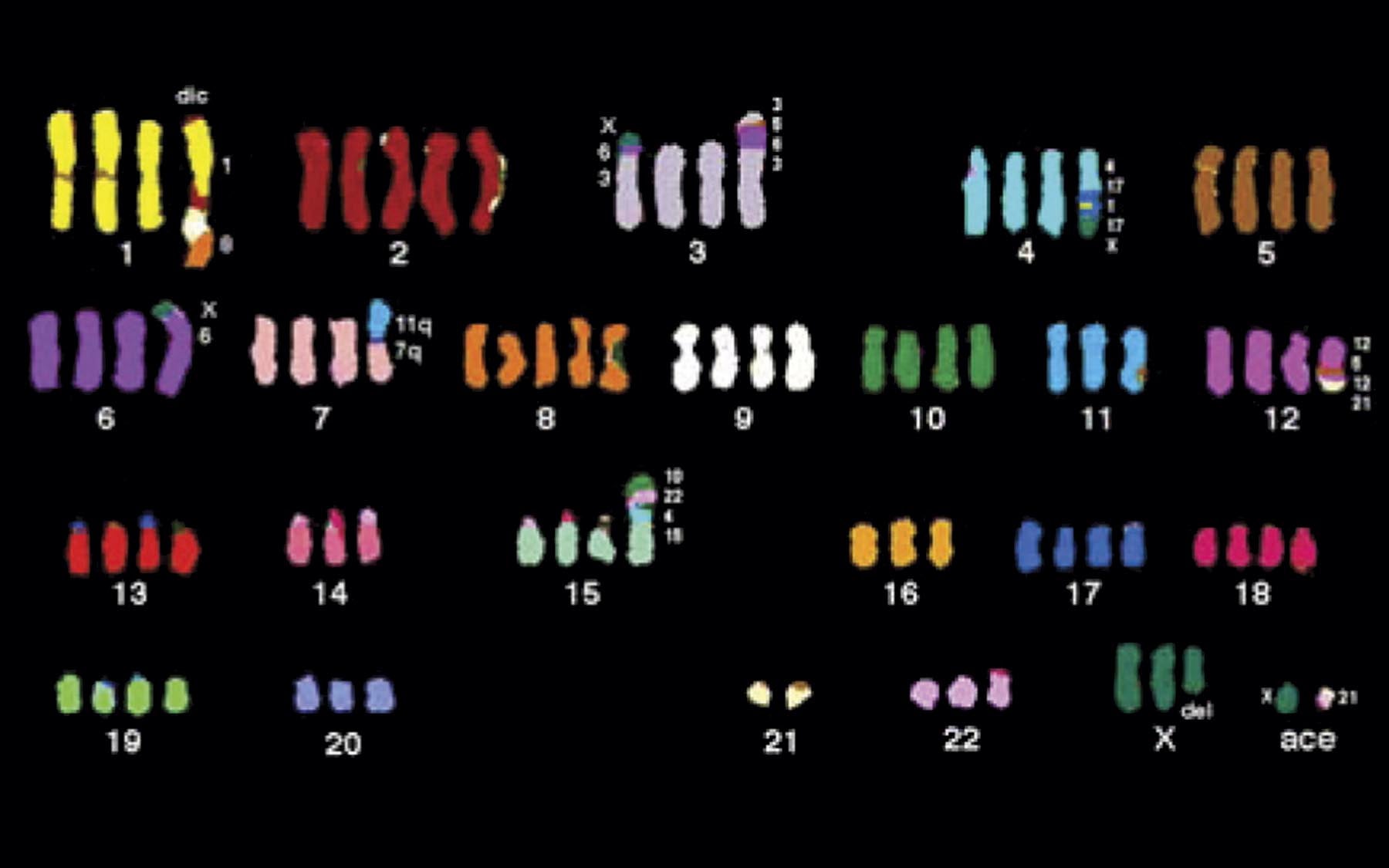 DVH3 animal cancer cells