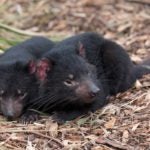 tasmanian devils