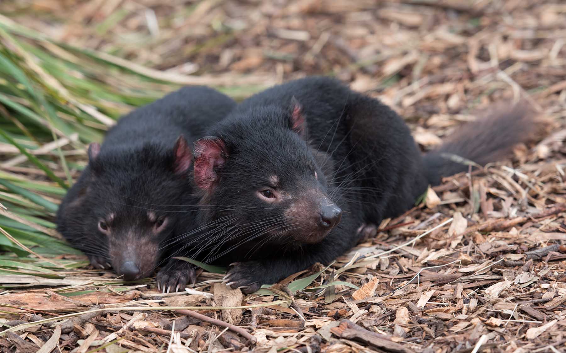 Cold Spring Harbor Laboratory researchers race against time to save Tasmanian devils | Cold Spring Harbor Laboratory Cold Spring Harbor Laboratory researchers race against time to save Tasmanian devils | Cold Spring Harbor Laboratory