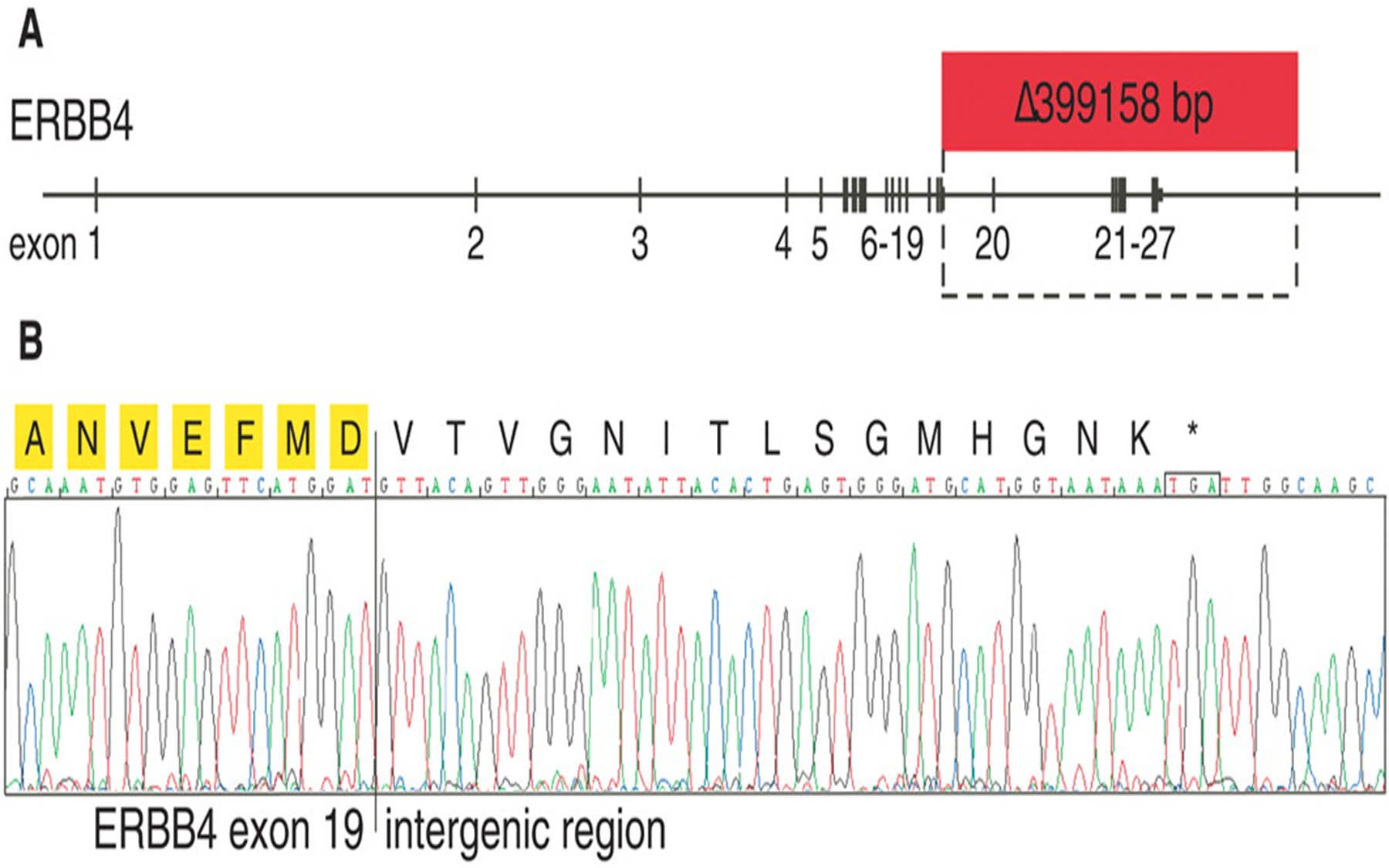 ERBB4 SKP2 SLC1A3 schizophrenia