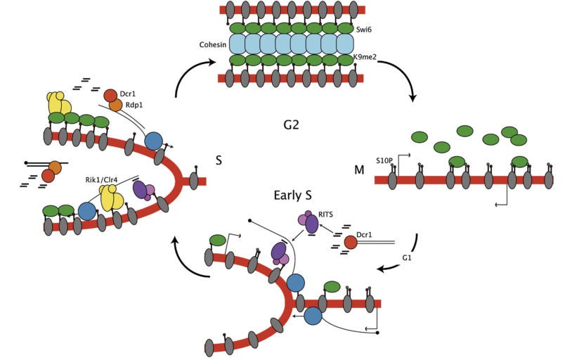 Cell-Cycle Regulation Heterochromatic RNAi