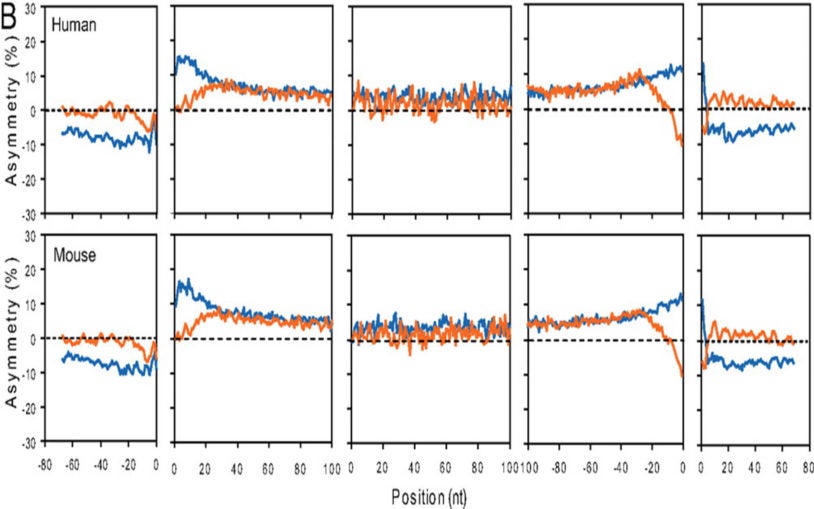 mononucleotide strand asymmetry