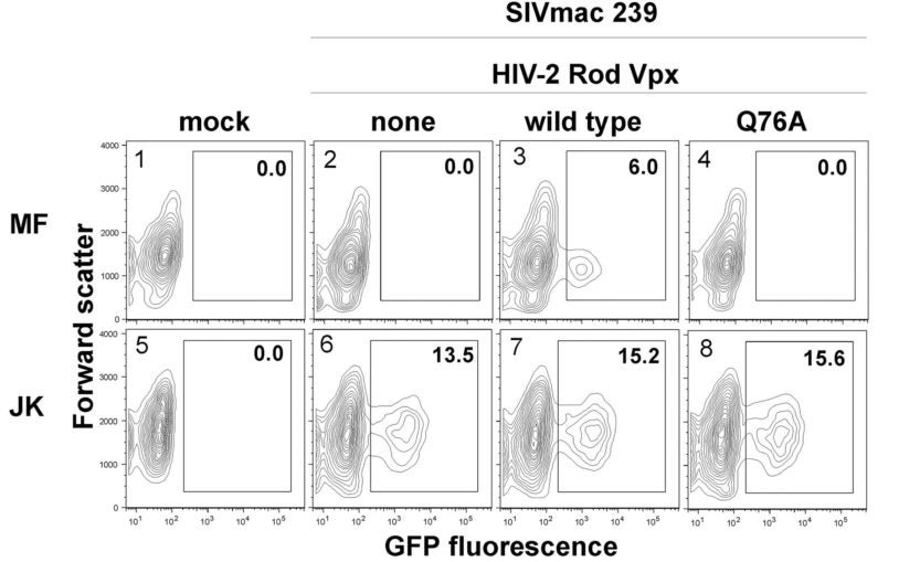 HIV-2 Rod Vpx