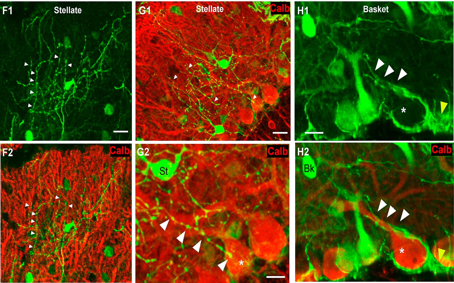 Stellate and Basket Cells