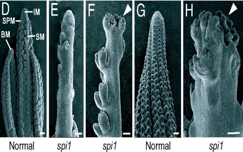 spi1 inflorescence