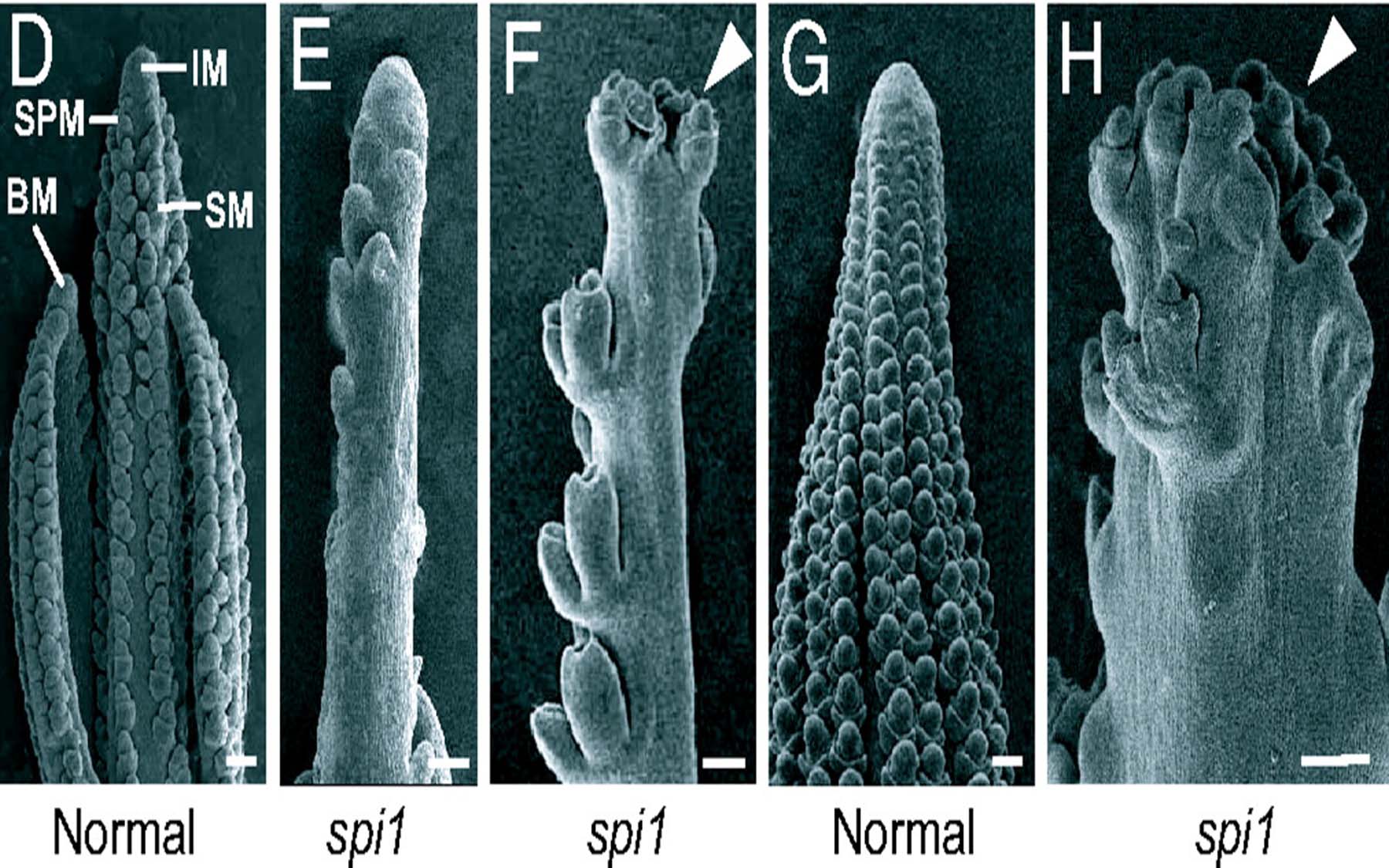 spi1 inflorescence