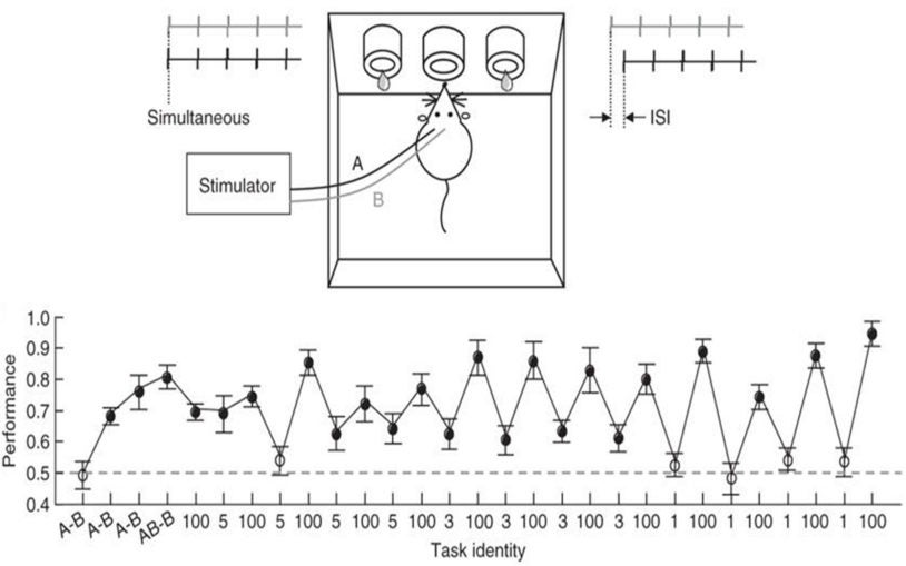 Experiments at Cold Spring Harbor Laboratory support alternative theory of information processing in the cortex