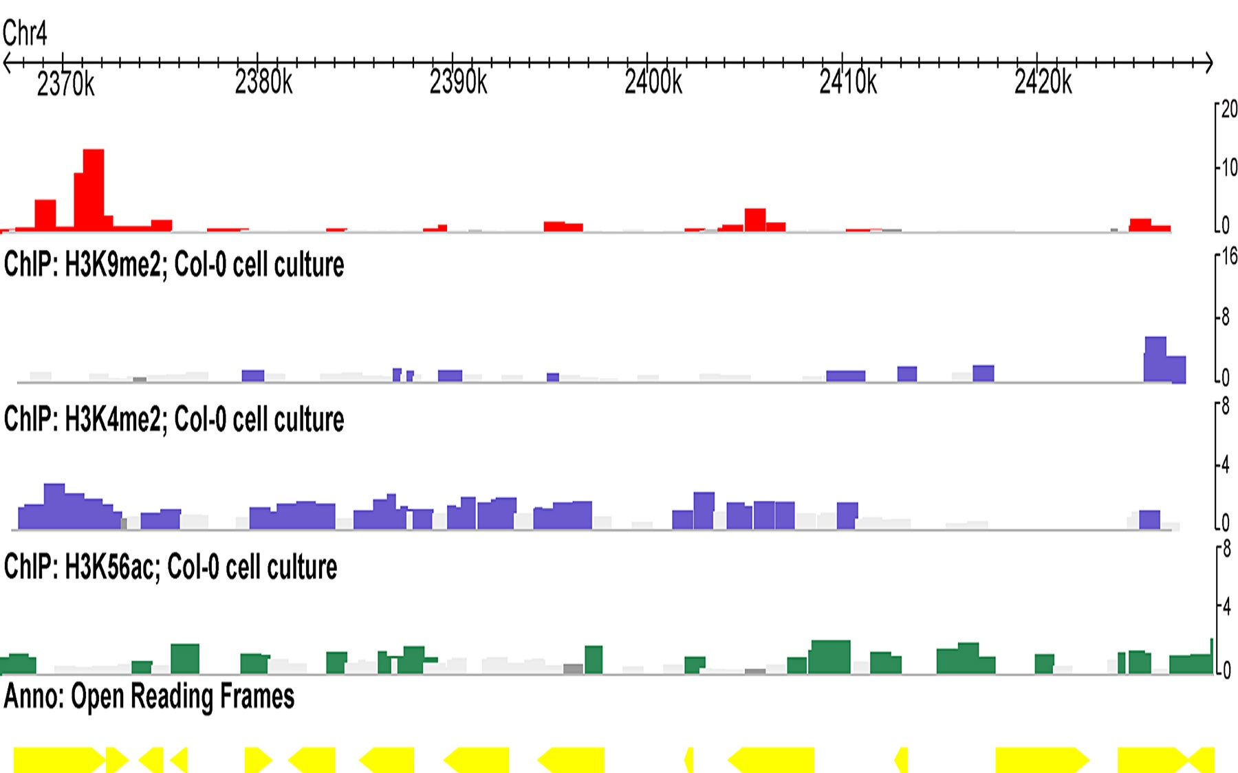 Arabidopsis cell suspension cultures