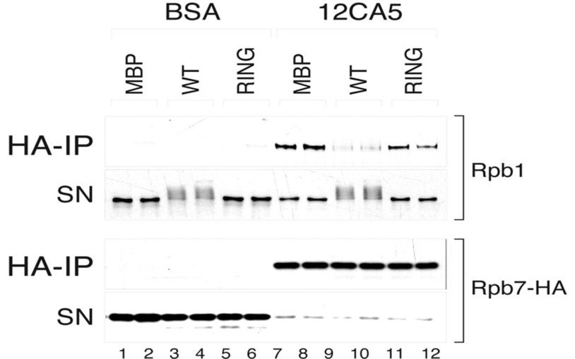 Asr1 mediated RNA pol II complex