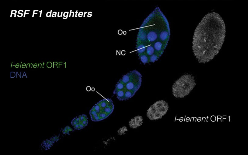 Immunofluorescence I-element ORF1