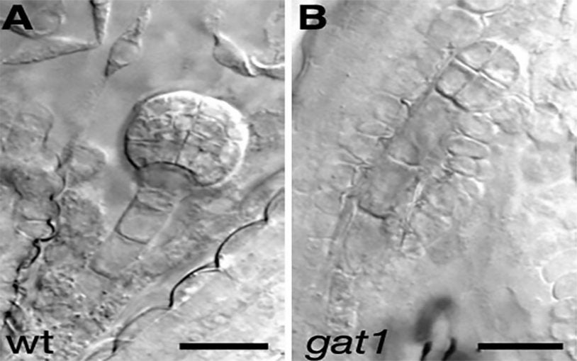 CSHL researchers identify gene whose function explains how plant cells keep tiny communication channels open