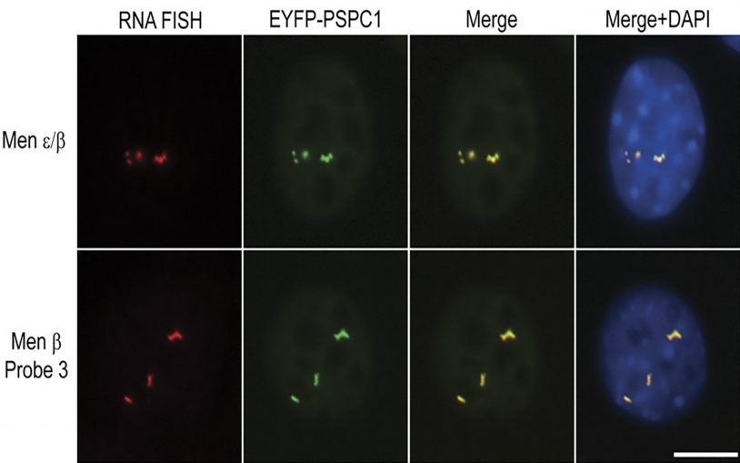 Structure-building role for two non-coding RNAs is pinpointed by CSHL scientists