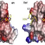 HP1 and Chp1 cocrystal structures
