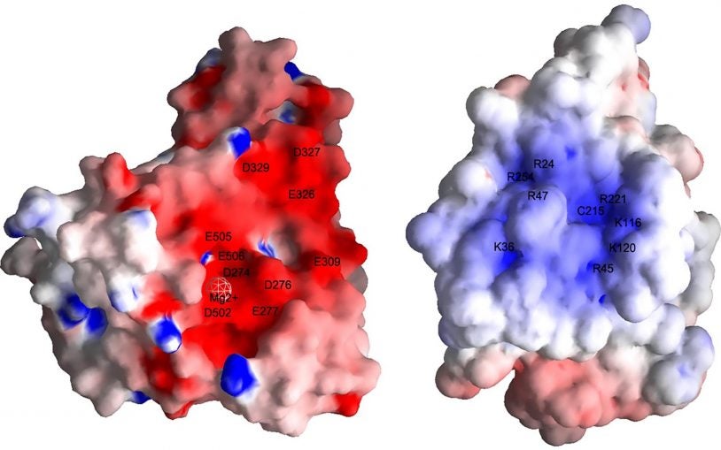 CSHL-led team identifies key decision-point at which cells with broken DNA repair themselves or die