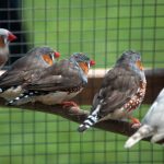 Zebra finches