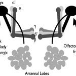 drosophila olfactory