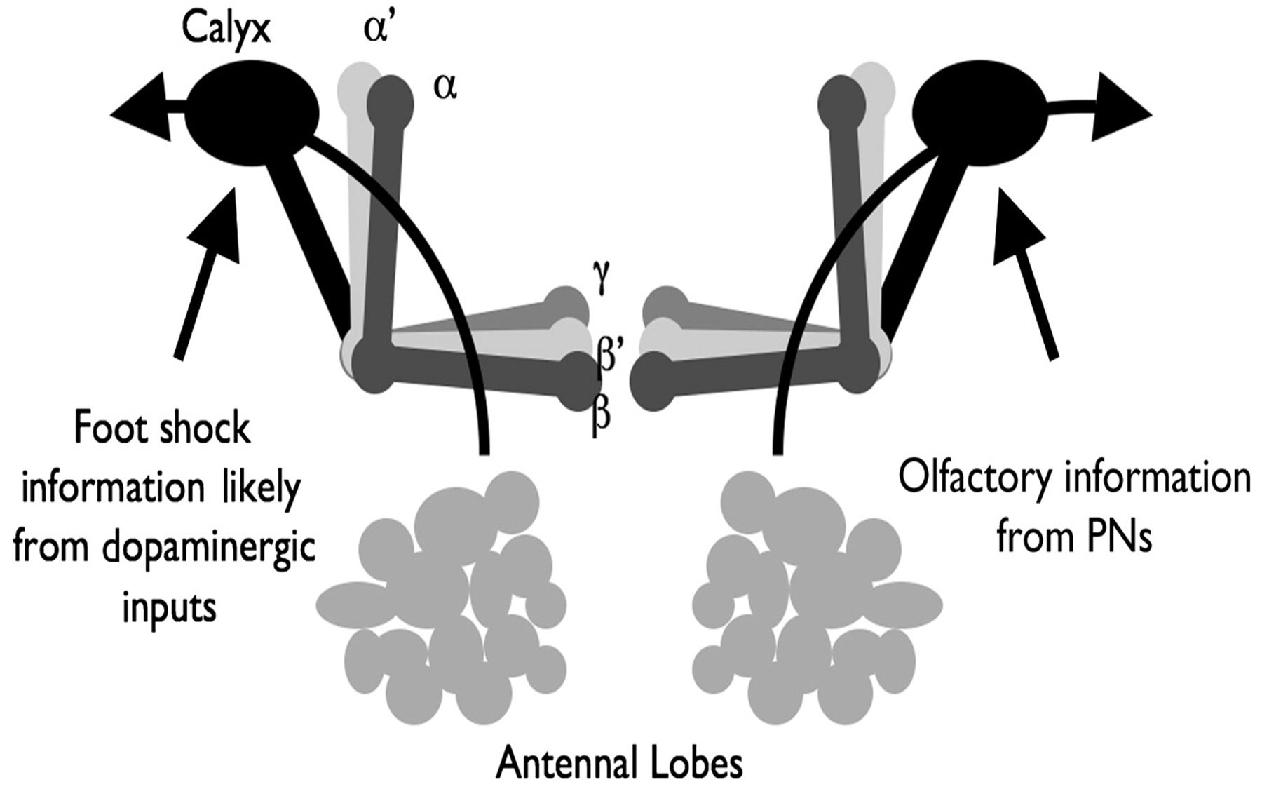 drosophila olfactory