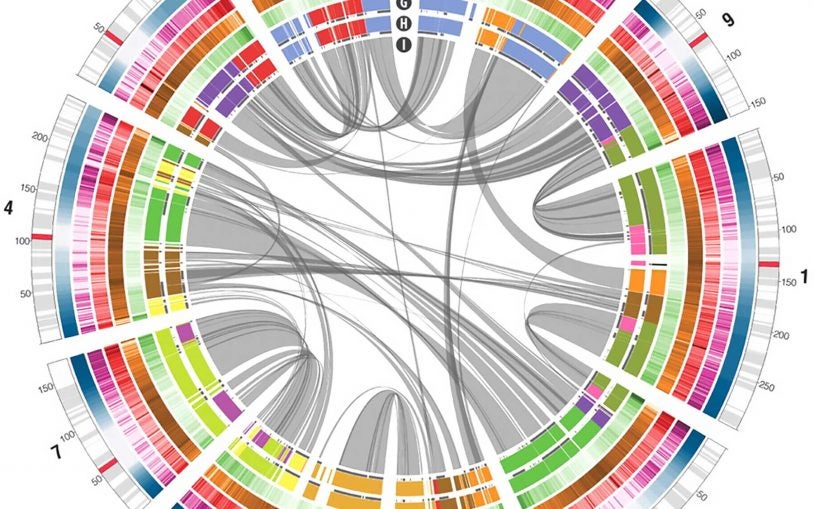 Reference genome of maize, America’s most important crop, is published by team co-led by CSHL scientists