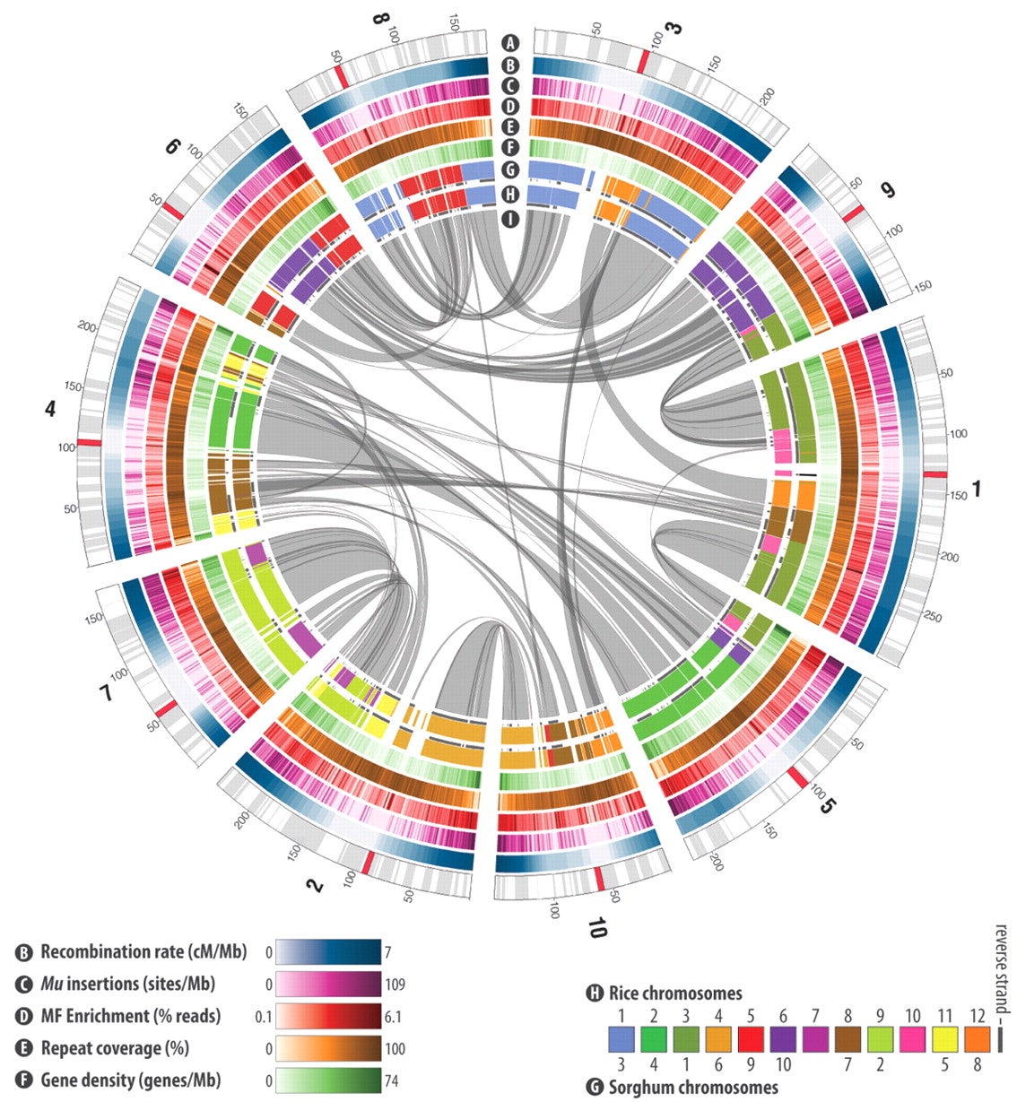 maize B73 reference genome