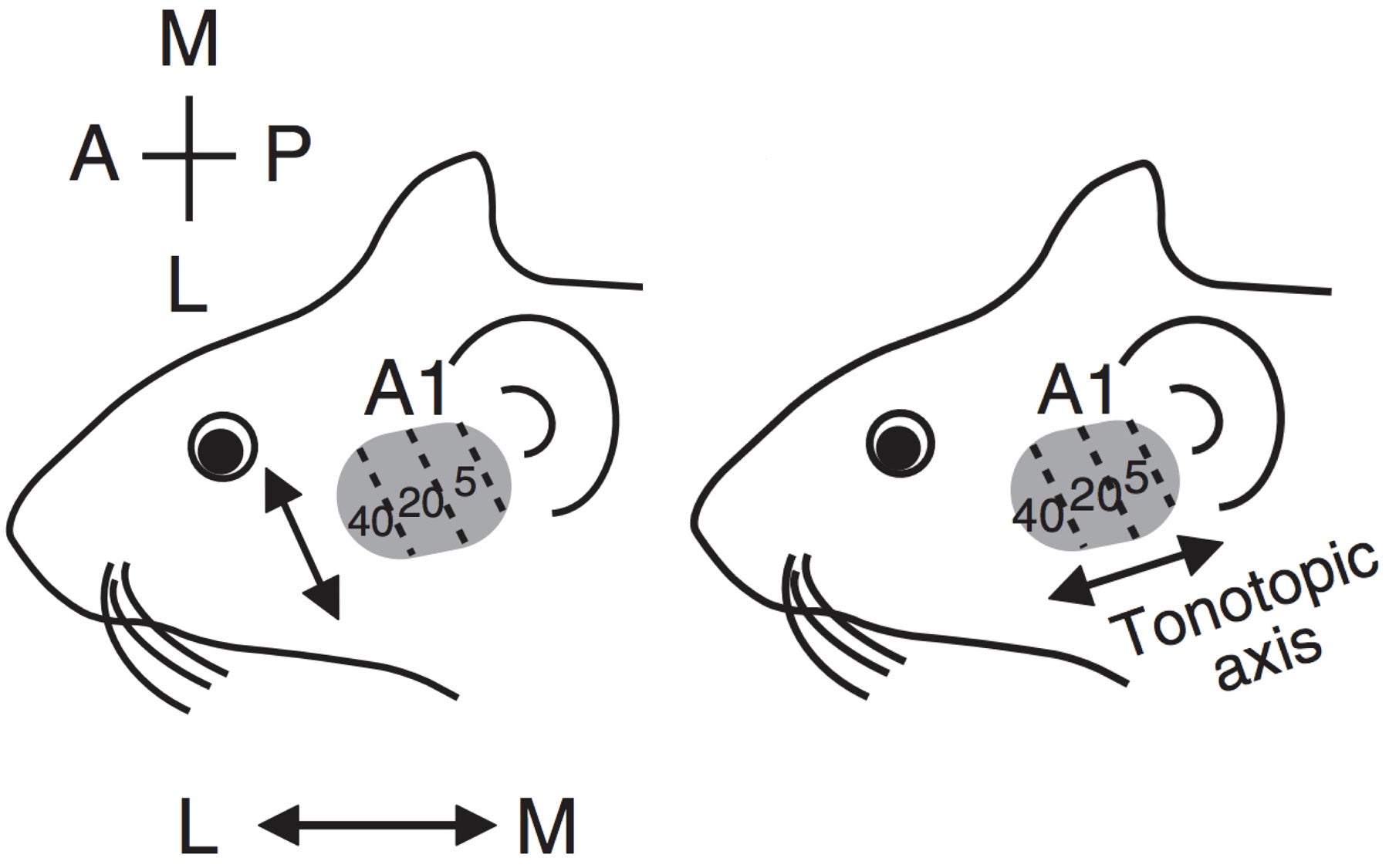 mouse auditory cortex