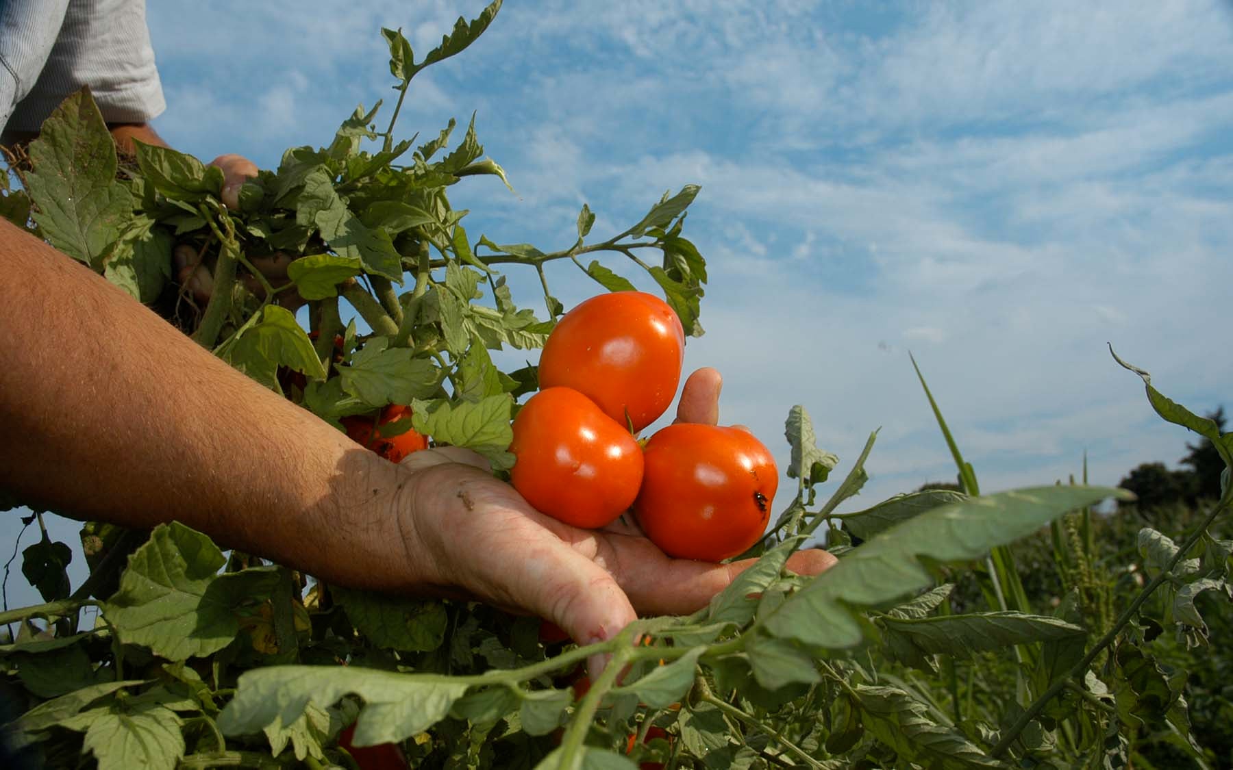 lippman tomato high-yield agriculture