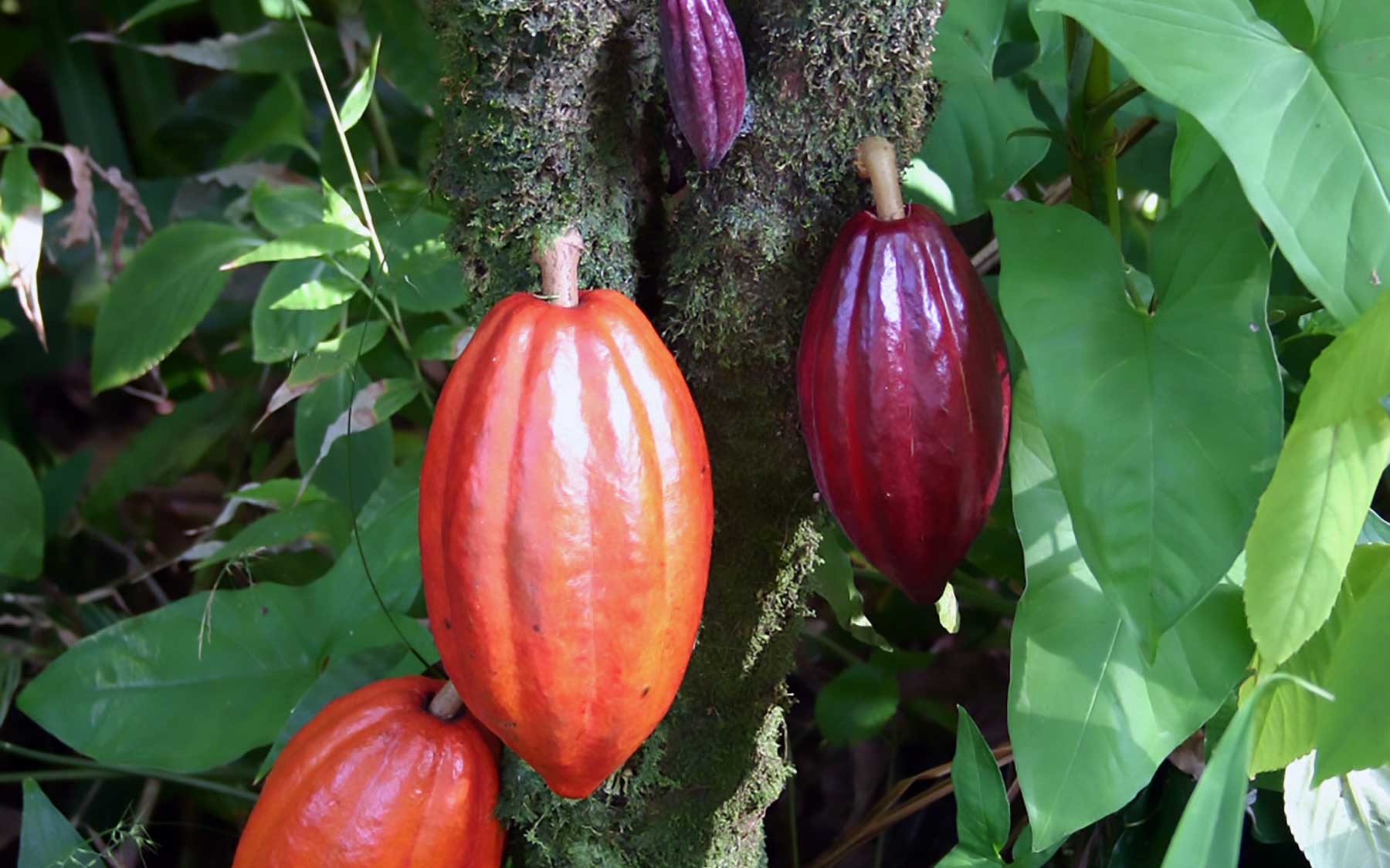 cocoa pods