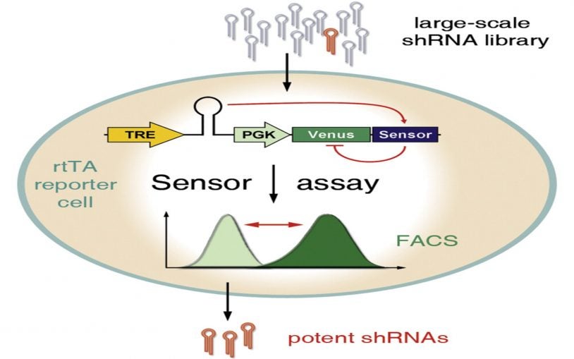 RNA sensor assay