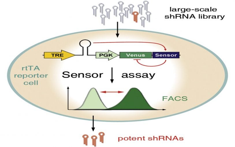 RNA sensor assay