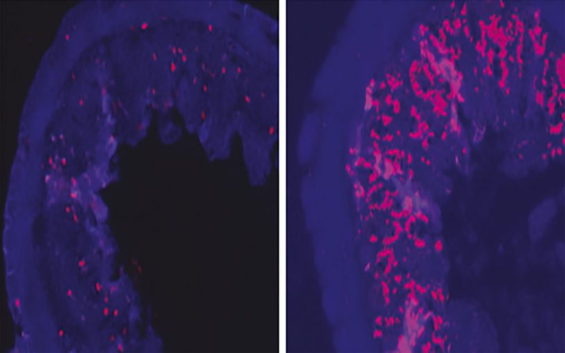 mice intestinal cells