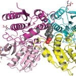 amino terminal domain structure