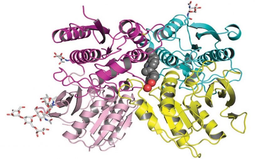 amino terminal domain structure