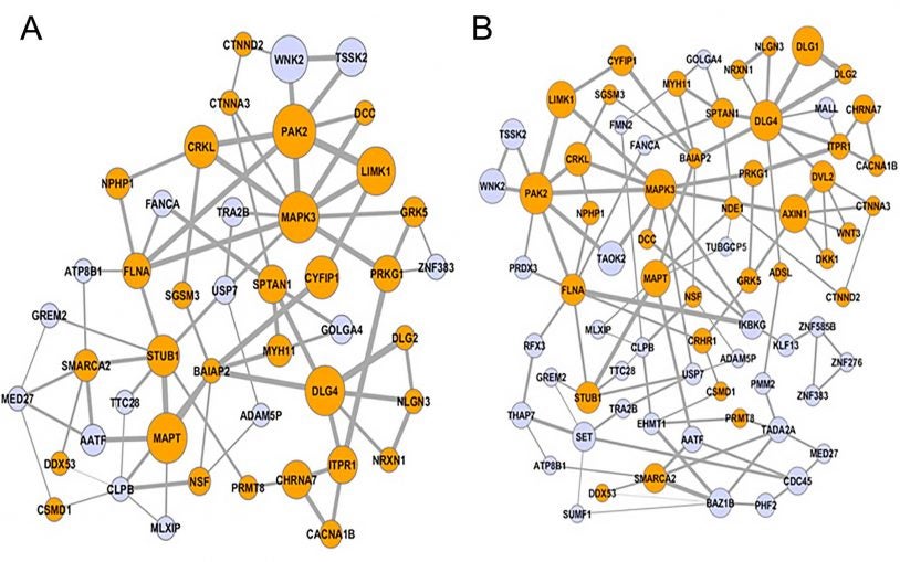 biological networks of genes