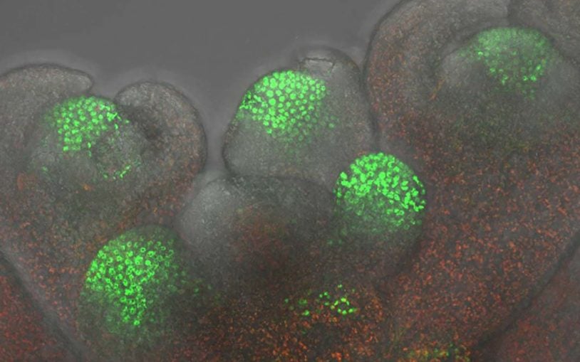 Molecular chaperones traffic signaling proteins between cells in plant stem-cell maintenance pathway