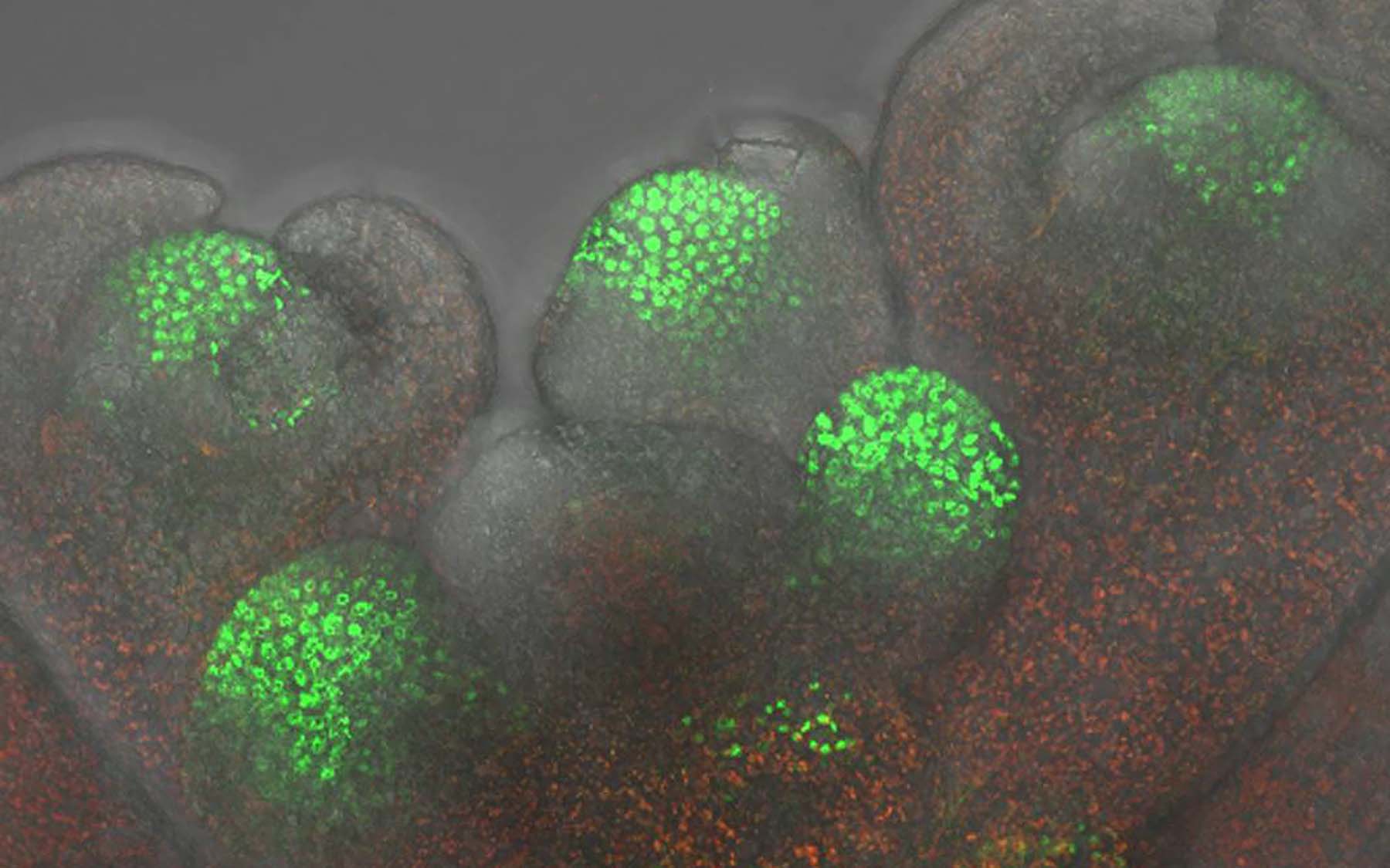 Arabidopsis shoot tips