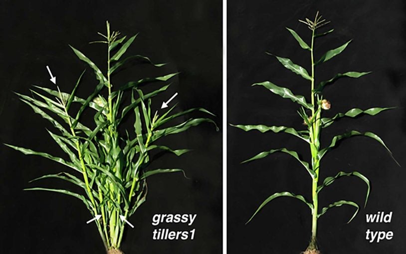 Plant biologists dissect genetic mechanism enabling plants to overcome environmental challenge