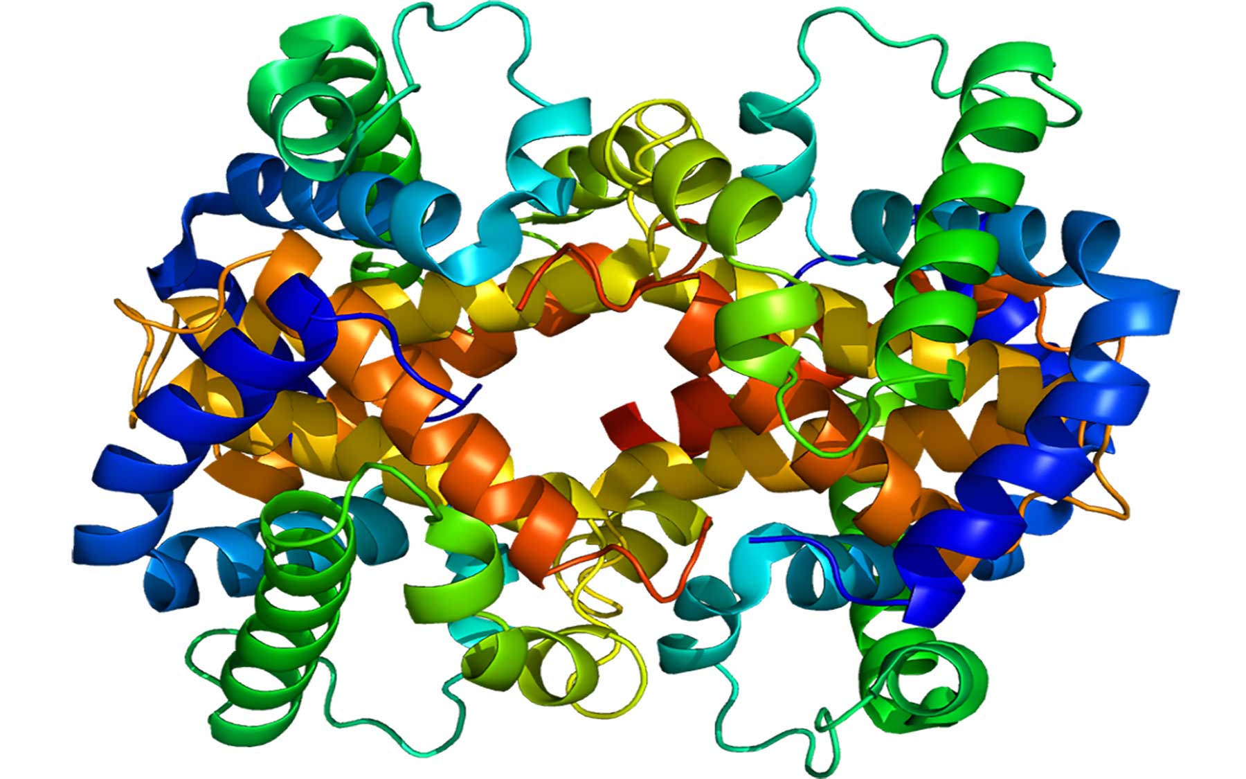 human beta hemoglobin