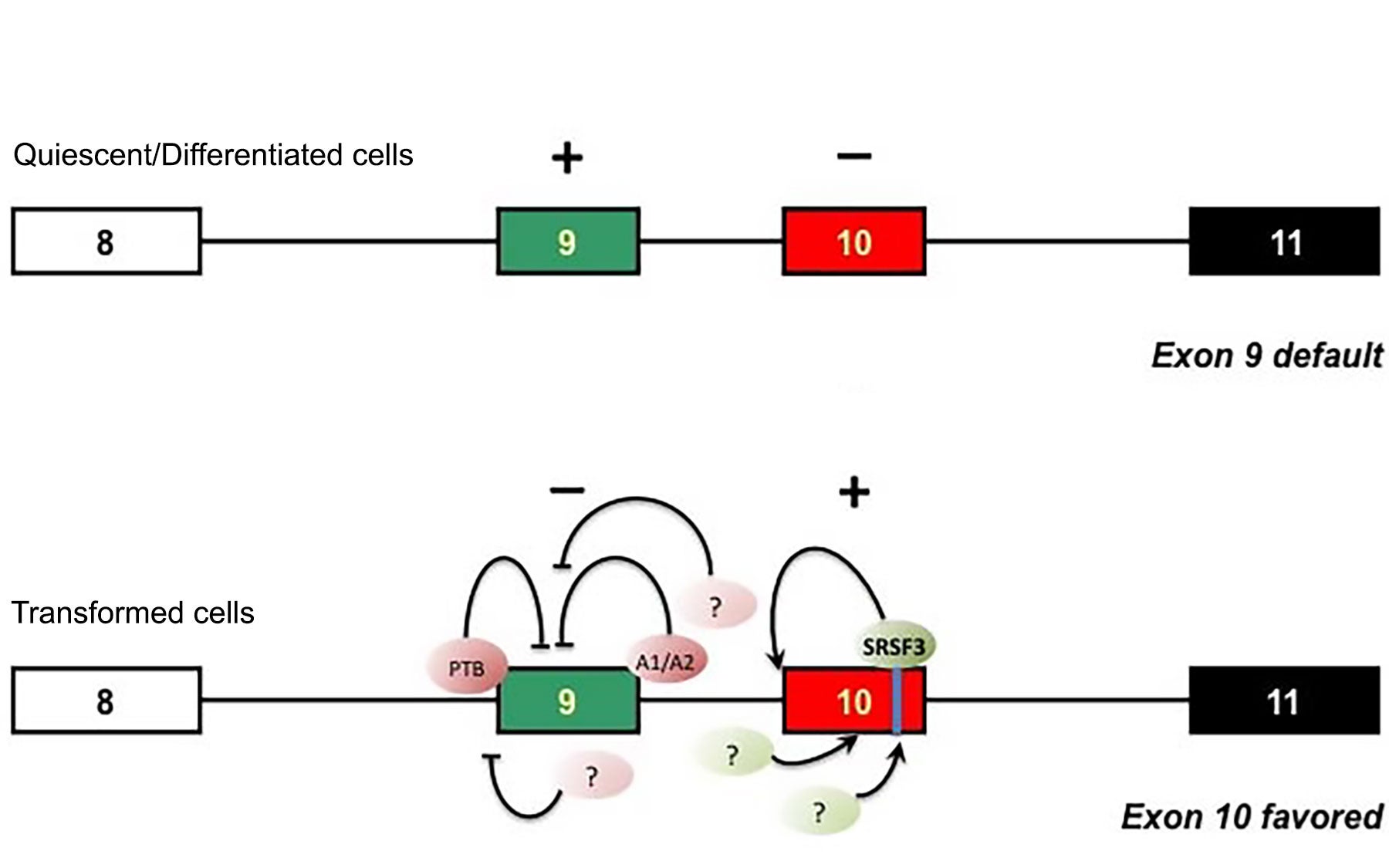 oncogenic splicing factors