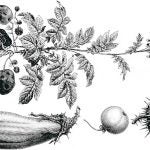 asterid plants