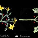 mutant tomato plant branches