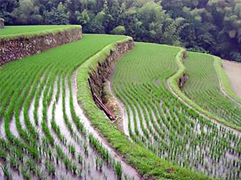 rice field