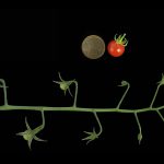 tomato wild ancestor
