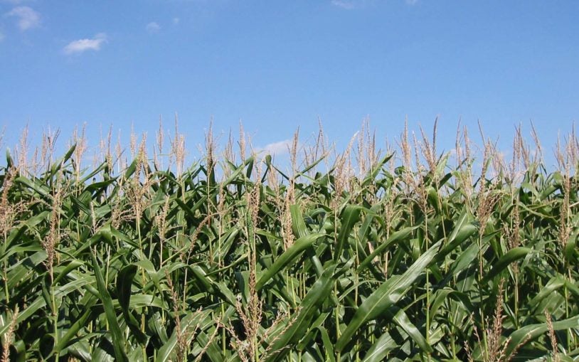 Maize field crops