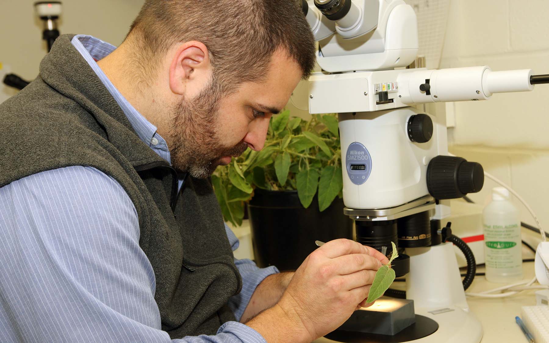 zach lippman examine plant