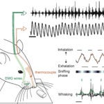 Kepecs rat sensory