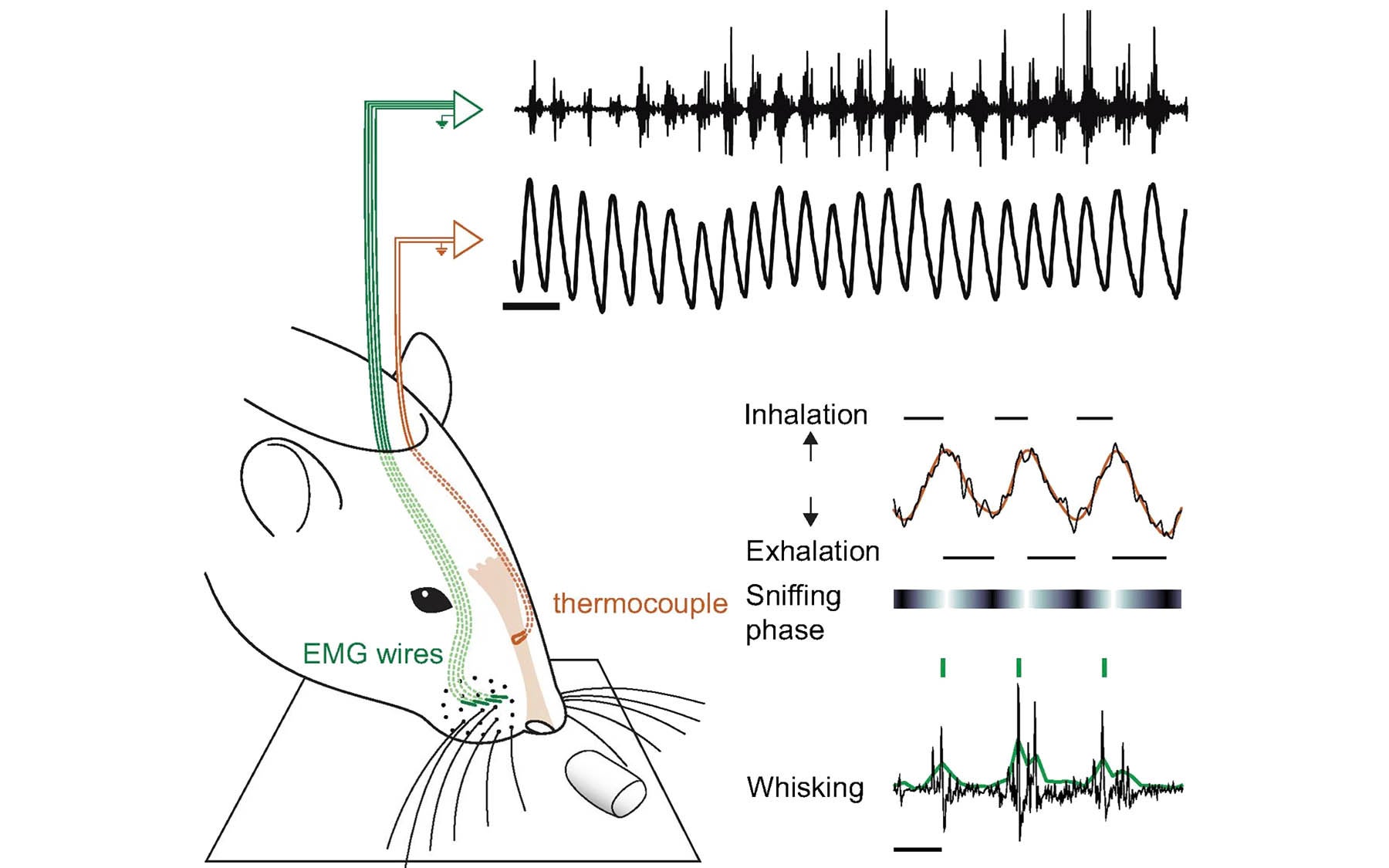 Kepecs rat sensory