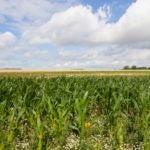 Maize Landscape